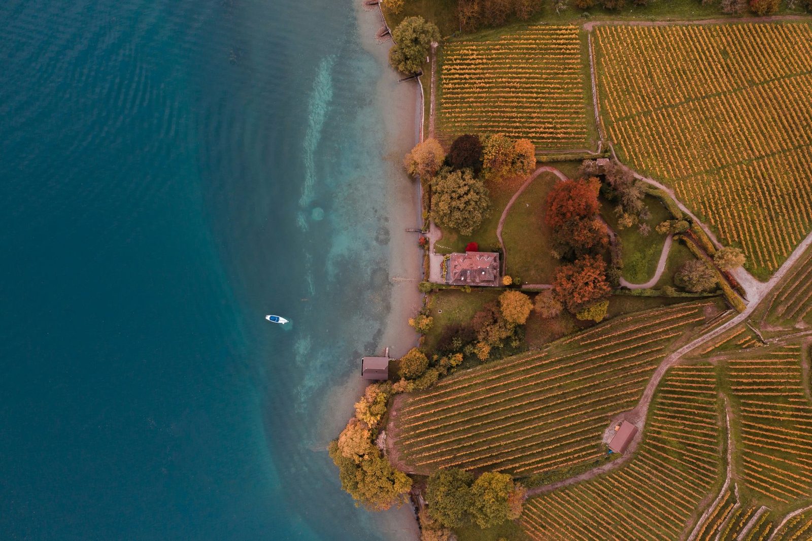 A vineyard above a lake in autumn