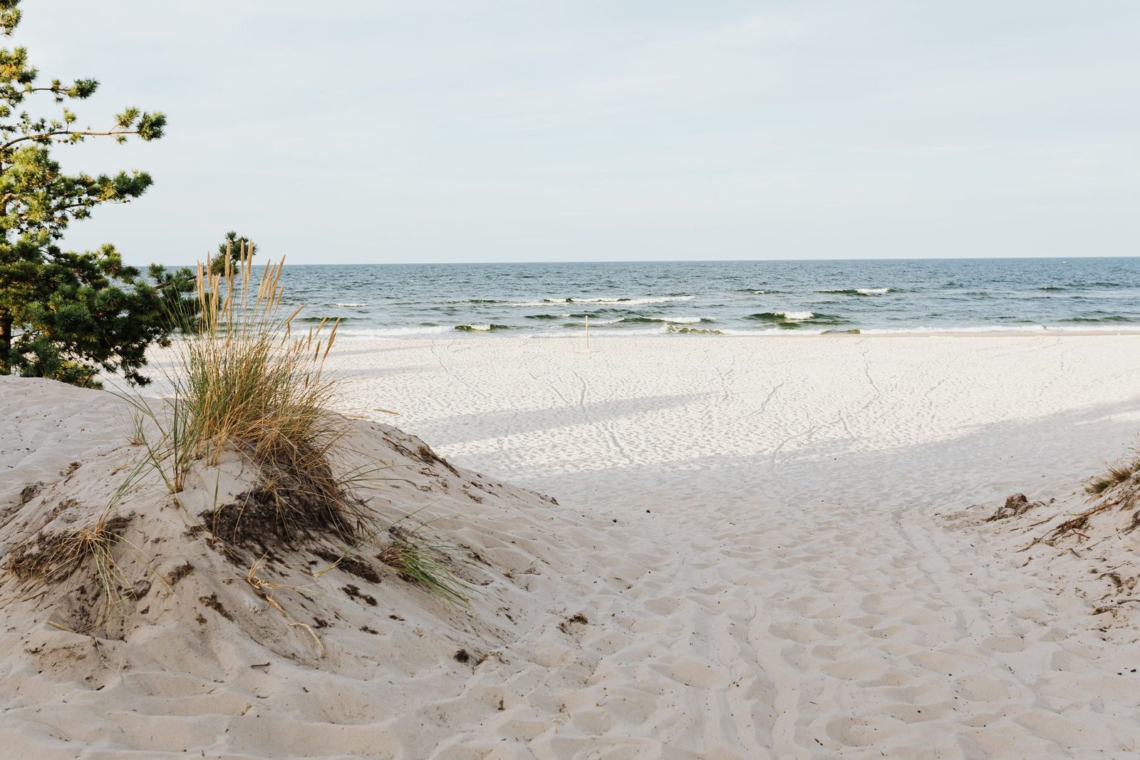 Sand dunes above an ocean beach